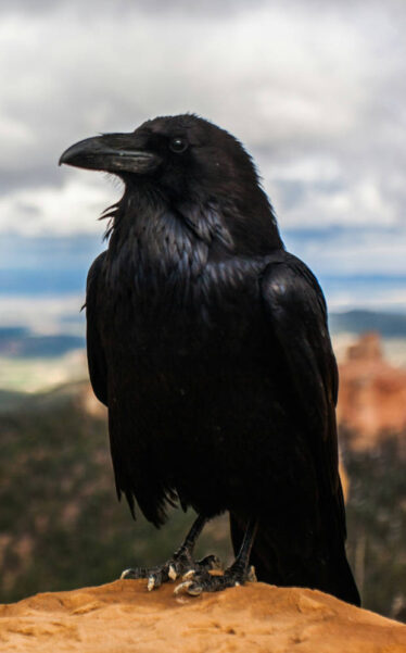 Crow