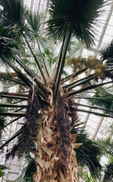 Palm House