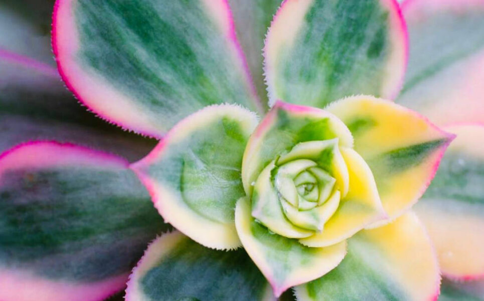 Suculent in the Desert House