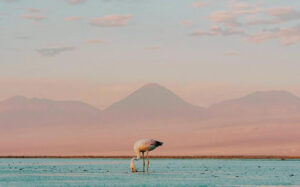 Flamingos rosados