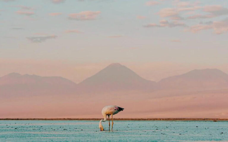 Flamingos rosados