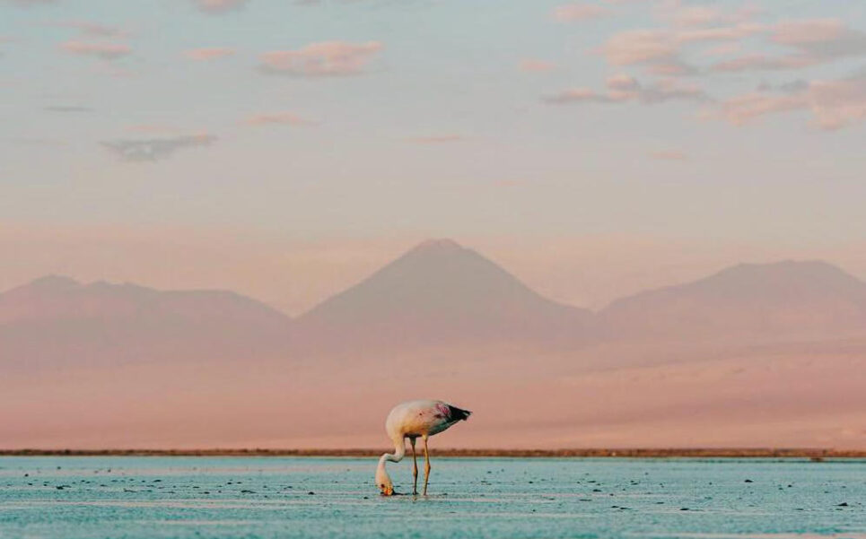 Flamingos rosados