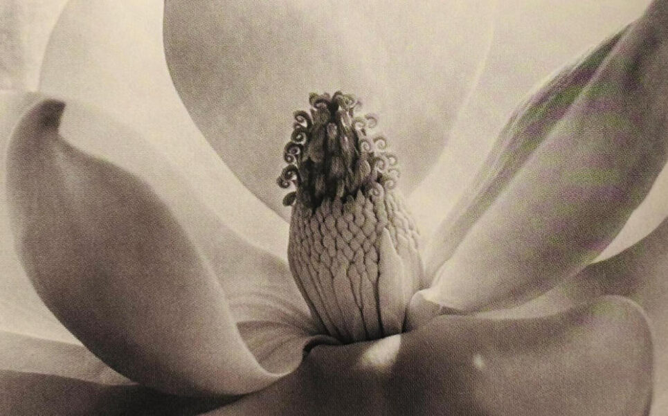 Magnolia Blosson - Imogean Cunninghan, silver print. Book: Photography the whole story