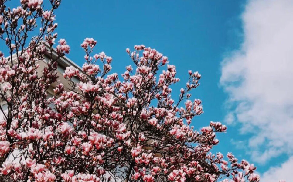Spring Bucarest